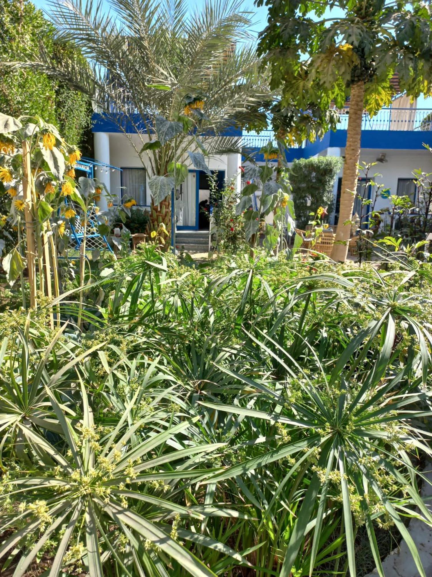Villa Kaslan Apartments Luxor Eksteriør bilde
